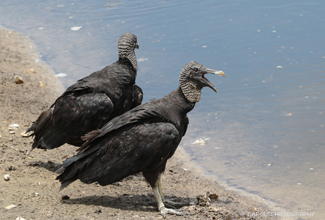 VULTURE - BLACK (Coragyps atratus)