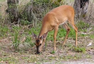 WHITE TAILED DEER (Odocoileus virginianus clavium)