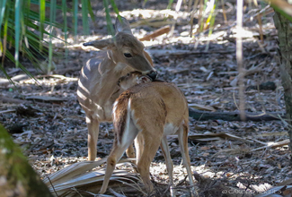 WHITE TAILED DEER (Odocoileus virginianus clavium)