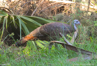 WILD TURKEY - FEMALE (Meleagris gallopavo)