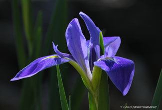 ANGLEPOD BLUE FLAG (Iris hexagona var. savannarum)