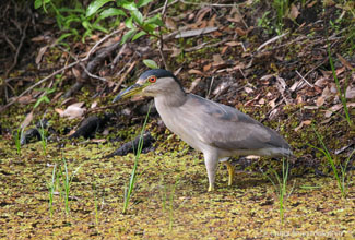 BLACK CROWNED NIGHT HERON (Nycticorax nycticorax)