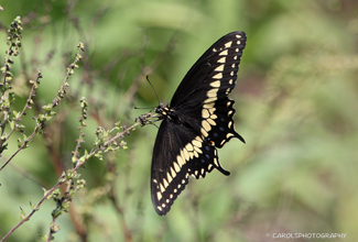 BLACK SWALLOWTAIL (Papilio polyxenes)