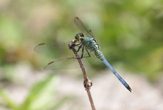 BLUE DASHER (Pachydiplax longipennis)