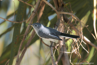 BLUE GRAY GNATCATCHER (Polioptila caerulea)