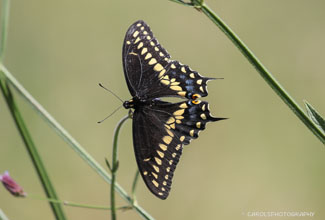 EASTERN BLACK SWALLOWTAIL (Papilio polyxenes)