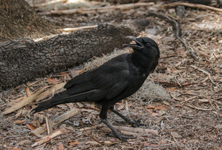 FLORIDA FISH CROW (Corvus ossifragus)