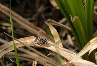 HOVERFLY (Syrphidae)