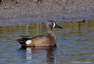 BLUE-WINGED TEAL (ANAS DISCORS)