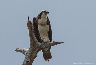 OSPREY (Pandion haliaetus)