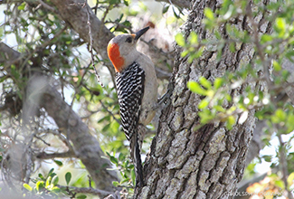 RED-BELLIED WOODPECKER (Melanerpes carolinus)