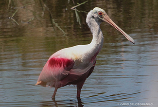 ROSEATE SPOONBILL (Platalea ajaja)