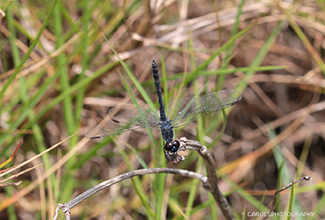 SLATY SKIMMER (Libellula incesta)