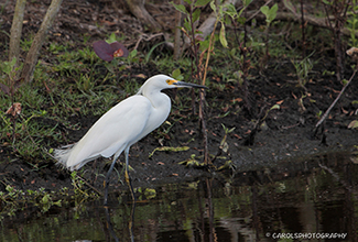 SNOWY EGRET (Egretta thula)