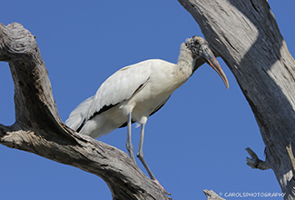 WOODSTORK (Mycteria americana)