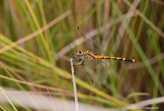 CHERRY FACED MEADOWHAWK (Sympetrum internum)