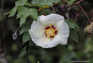 COTTON PLANT (Gossyplum herbaceum)