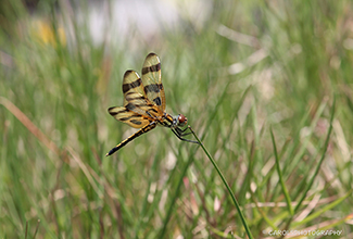 HALLOWEEN PENNANT (Celithemis eponina)