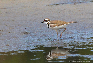 KILDEER (Charadrius vociferus)