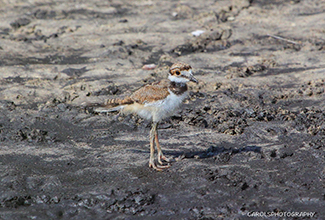 KILDEER CHICK (Charadrius vociferus)