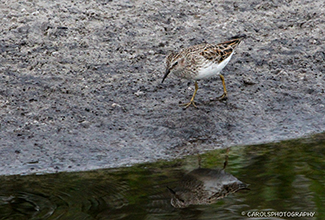 LEAST SANDPIPER (Calidris minutilla)