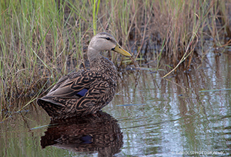 MOTTLED DUCK (Anas fulvigula)