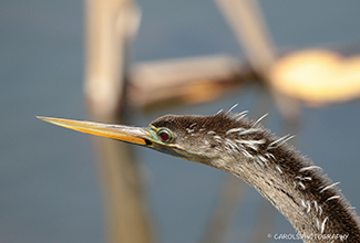 ANHINGA (Anhinga anhinga)