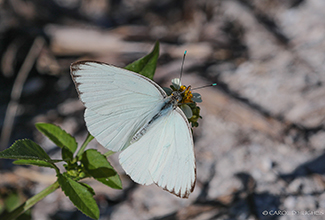 GREAT SOUTHERN WHITE (Ascia monuste)