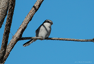 LOGGERHEAD SHRIKE (Lanius ludovicianus)