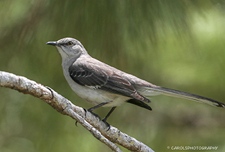 MOCKING BIRD (Mimus polyglottos)