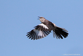 MOCKINGBIRD (Mimus polyglottos)