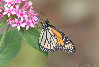 MONARCH BUTTERFLY (Danaus plexippus)