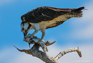 OSPREY (Pandion haliaetus)