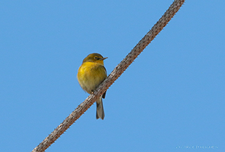 PINE WARBLER (Setophaga pinus)