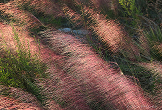 PINK MUHLY GRASS (Mulenbergia capillaris) 