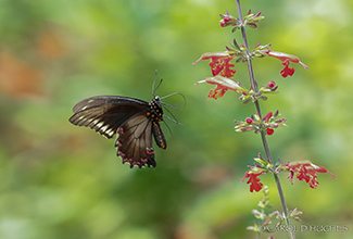 POLYDAMAS SWALLOWTAIL (Battus polydamas lucayus) 