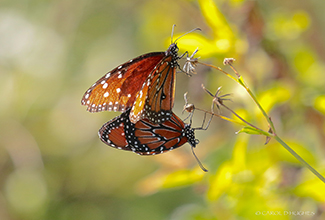 QUEEN BUTTERFLY (Danaus gilippus) 