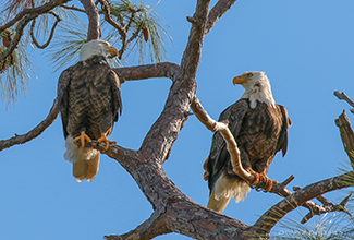 BALD EAGLES (Haliaeetus leucocephalus)