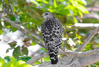 RED SHOULDERED HAWK (Buteo lineatus)