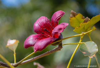 RED SILK COTTON TREE (Bombax ceiba)