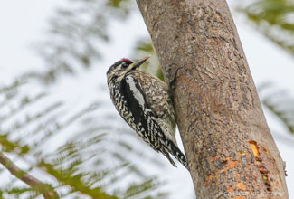 YELLOW BELLIED SAPSUCKER (Sphyrapicus varies)