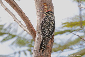 YELLOW BELLIED SAPSUCKER (Sphyrapicus varies)