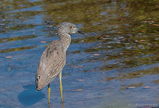 YELLOW CROWNED NIGHT HERON - JUVENILE (Nyctanassa violacea)