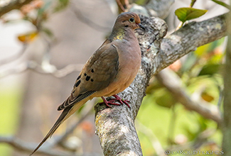 ZENAIDA DOVE (Zenaida aurita)