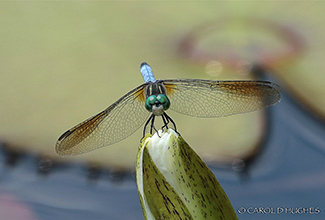 BLUE DASHER (Pachydiplax longipennis)