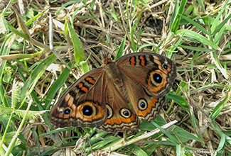 BUCKEYE (Junonia coenia)