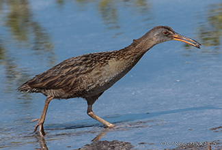 CLAPPER RAIL (Rallus crepitans) 