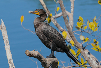 DOUBLE CRESTED CORMORANT (Phalacrocorax auritus)