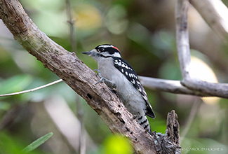 DOWNEY WOODPECKER (Picoides pubescens)