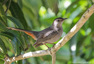 GRAY CATBIRD (Dumtella carolinensis)